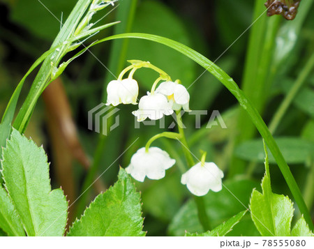 スズラン すずらん公園休憩所 熊本県阿蘇市波野大字新波野の写真素材