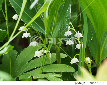 スズラン すずらん公園休憩所 熊本県阿蘇市波野大字新波野の写真素材