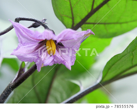 茄子の花 茄子の花 78555576