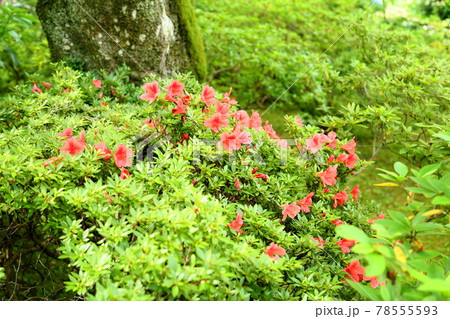 ツツジの花 78555593