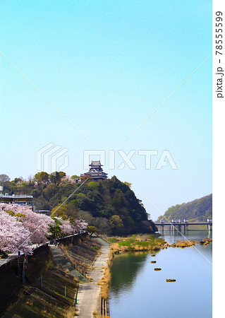 春の犬山市、犬山城と桜の風景 春の犬山市、犬山城と桜の風景 78555599