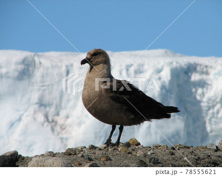 ナンキョクオオトウゾクカモメ 78555621