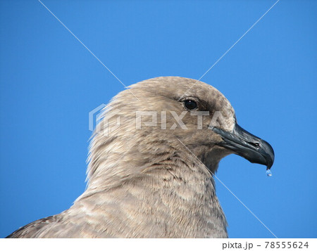 ナンキョクオオトウゾクカモメ 78555624