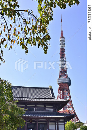増上寺　大殿と東京タワー 78555862