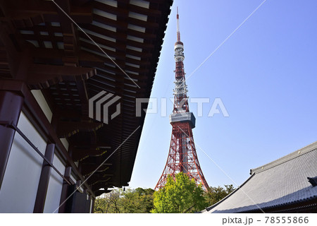 増上寺　大殿と東京タワー 78555866