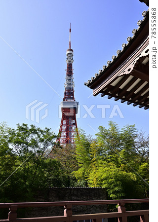 増上寺 大殿と東京タワー 増上寺 大殿と東京タワー 78555868