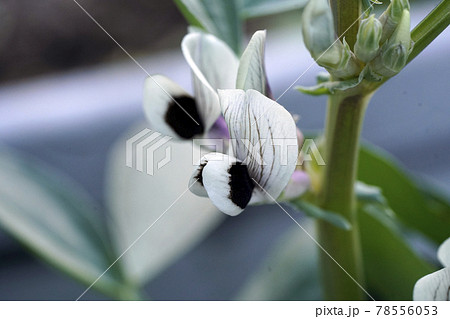 空豆の花の写真素材