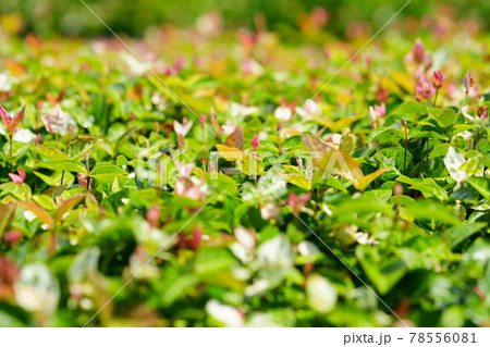 グラウンドカバーの初雪葛3 グラウンドカバーの初雪葛3 78556081