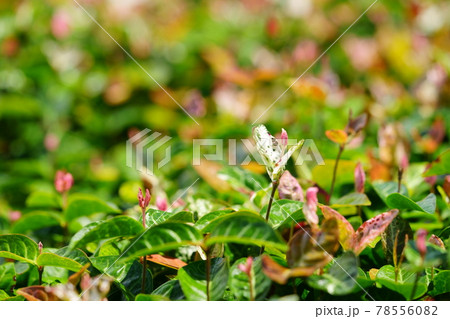 グラウンドカバーの初雪葛4 グラウンドカバーの初雪葛4 78556082
