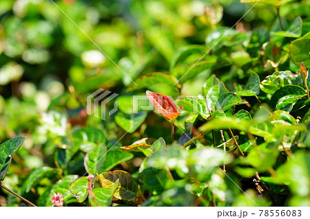 グラウンドカバーの初雪葛5 78556083