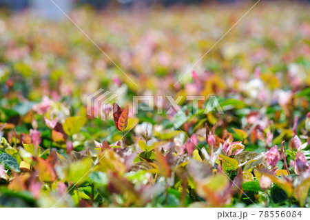 グラウンドカバーの初雪葛6 グラウンドカバーの初雪葛6 78556084