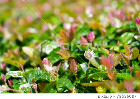 グラウンドカバーの初雪葛9 78556087