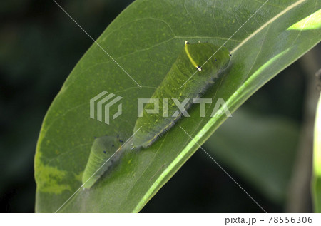 アオスジアゲハの幼虫 蝶の幼虫 アオスジアゲハ 幼虫 アオスジアゲハの幼虫 蝶の幼虫 アオスジアゲハ 幼虫 78556306