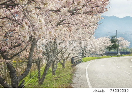 桜並木と道路から見える山の春景色 桜並木と道路から見える山の春景色 78556556