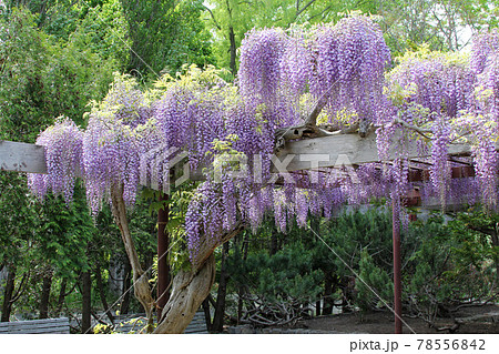 フジ　藤　フジの花　藤棚 78556842