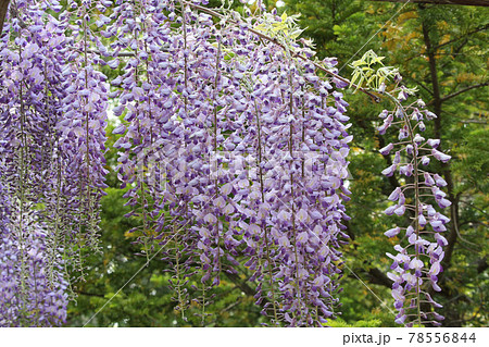 フジ 藤 フジの花 藤棚 フジ 藤 フジの花 藤棚 78556844