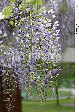 フジ 藤 フジの花 藤棚 フジ 藤 フジの花 藤棚 78556846