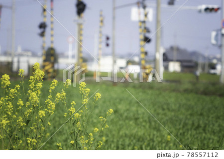 菜の花と踏切が見える風景 菜の花と踏切が見える風景 78557112