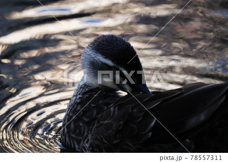 夕暮れの公園の川の浅瀬で毛繕いする1羽のカルガモ 78557311