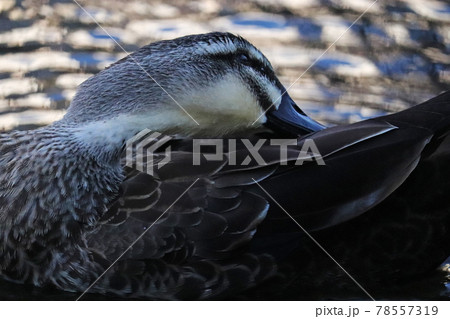 夕暮れの公園の川の浅瀬で毛繕いする1羽のカルガモ 78557319