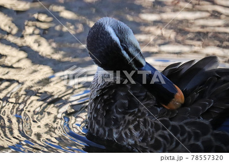 夕暮れの公園の川の浅瀬で毛繕いする1羽のカルガモ 78557320