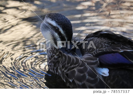 夕暮れの公園の川の浅瀬で毛繕いする1羽のカルガモ 78557337