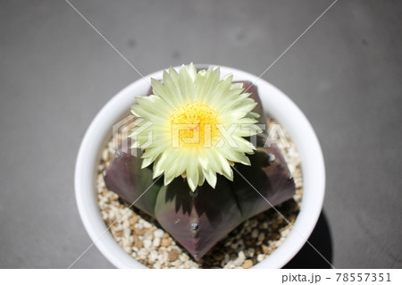 サボテンの花 ヘキランの花 ヘキルリランポー サボテンの花 ヘキランの花 ヘキルリランポー 78557351