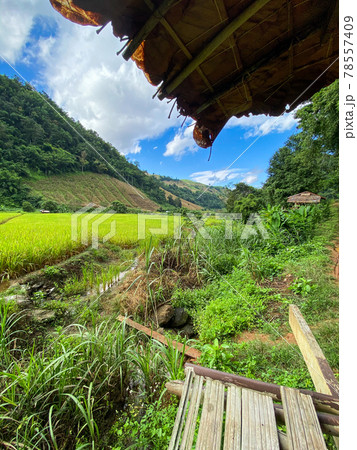 Rice Terraces in Doi inthanon national park in chiang Mai province, Thailand 78557409