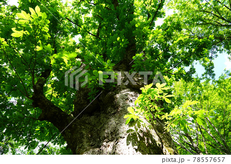 新緑　平家平のトチノキ　巨木 78557657