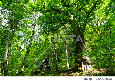 新緑 平家平のトチノキ 巨木 新緑 平家平のトチノキ 巨木 78557658