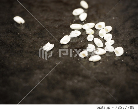 コクゾウムシに食われて中身がなくなった米 コクゾウムシに食われて中身がなくなった米 78557789