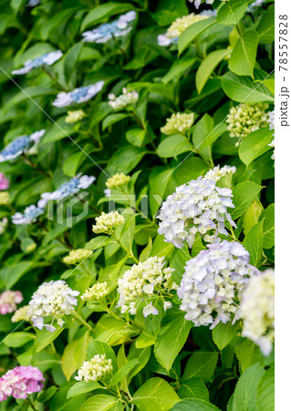 満開の紫陽花（6月） 78557828