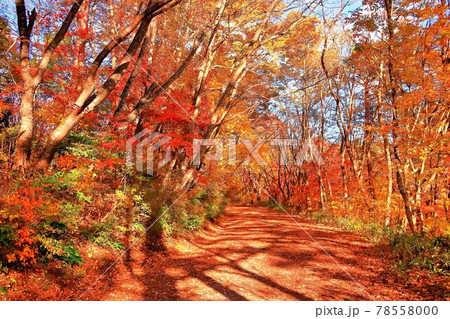 紅葉の大深沢遊歩道 紅葉の大深沢遊歩道 78558000