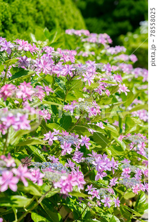 満開のピンクの花(6月) 満開のピンクの花(6月) 78558025
