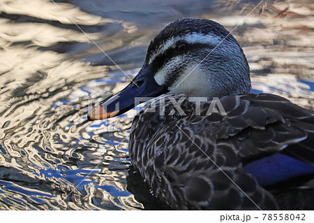 夕暮れの公園の川の浅瀬に浮かぶ1羽のカルガモの横顔 78558042
