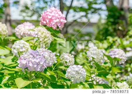 満開の紫陽花(6月) 満開の紫陽花(6月) 78558073