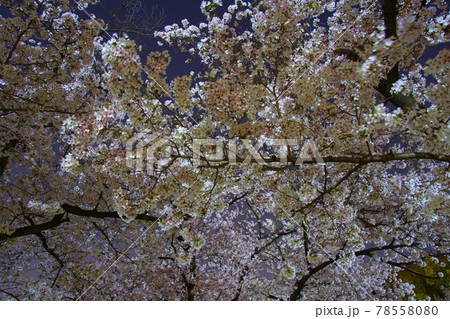 夜桜 公園 夜桜 公園 78558080
