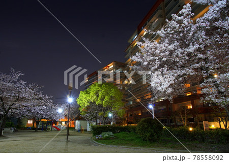 夜桜 公園 夜桜 公園 78558092