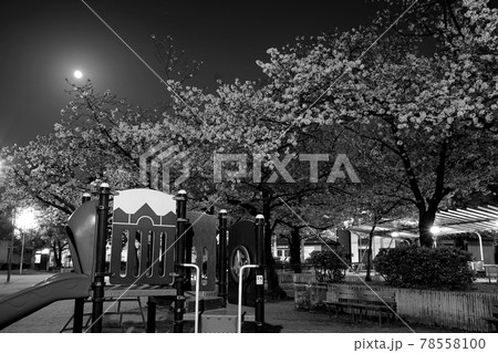 夜桜　公園 78558100