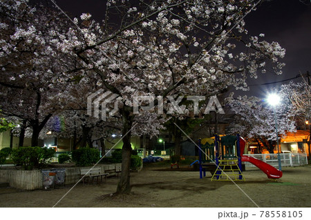 夜桜 公園 夜桜 公園 78558105