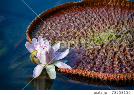 Victoria amazonica water lily leaf with flower. Victoria amazonica water lily leaf with flower. 78558156