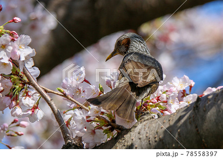 ヒヨドリと桜 78558397
