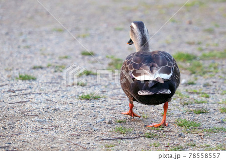 陸を歩く1羽の可愛いカルガモの後姿 78558557