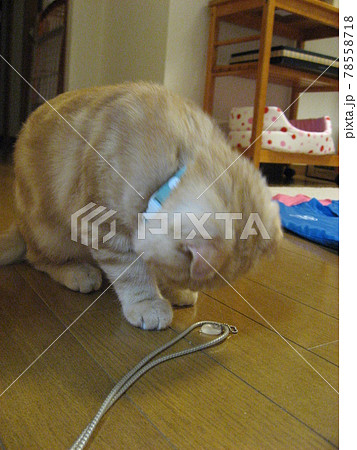 ごめんね猫 78558718