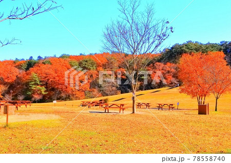 紅葉の水の森公園 78558740