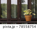 A yellow caladium plant was planted in a terracotta planter 78558754