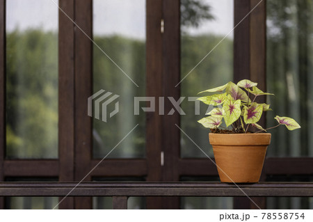 A yellow caladium plant was planted in a terracotta planter 78558754