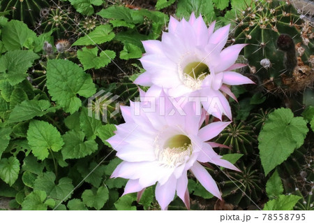 ピンク色に光輝くサボテンの花   78558795