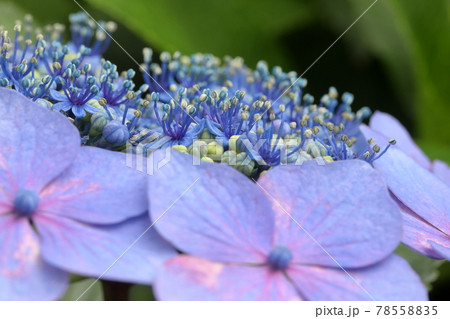 紫陽花 紫陽花 78558835