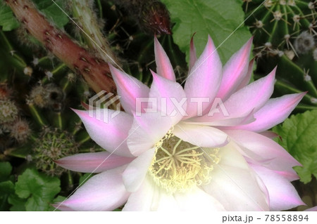 サボテン短毛丸の花芯 78558894